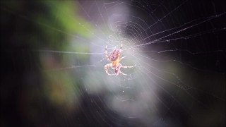  Jail Stock Footage, Spider Web, Web, Trap, Cobweb, Spider