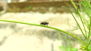 Best Sites For Stock Video Footage, Insect, Ant, Arthropod, Beetle, Invertebrate