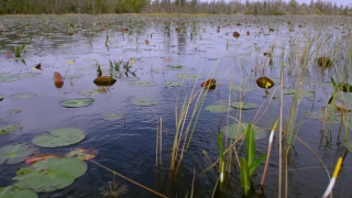 Cinematic Stock Footage, Swamp, Aquatic, Wetland, Water, Lake