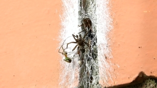 Creative Commons Stock Video, Spider, Old, Arthropod, Grunge, Aged