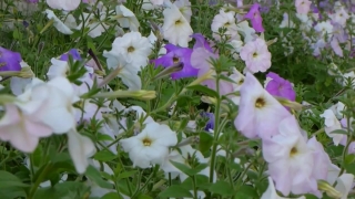 Cute Stock Footage, Flower, Petunia, Vascular Plant, Plant, Herb