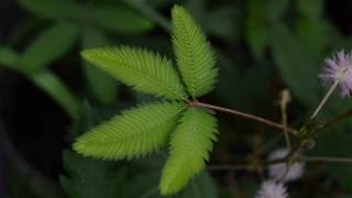 Glitter Stock Video, Plant, Tree, Fern, Vascular Plant, Woody Plant
