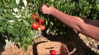 Motion Background For Easyworship, Tomato, Shrub, Fruit, Vegetable, Food