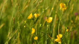 Motivational Stock Footage, Buttercup, Herb, Vascular Plant, Plant, Spring