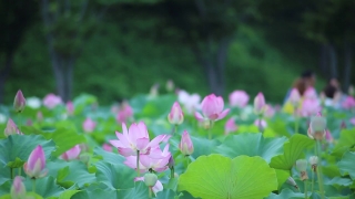 No Copyright Film Clips, Plant, Flower, Pink, Vascular Plant, Blossom