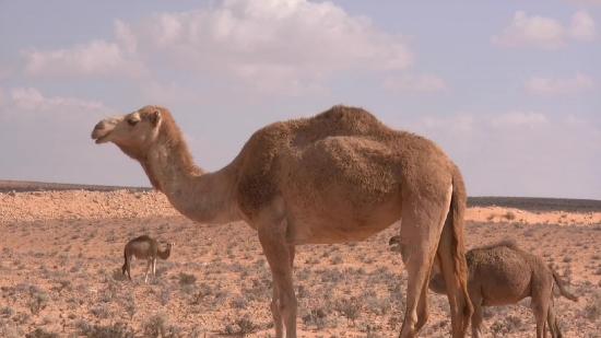 Slow Motion Video No Copyright, Camel, Ungulate, Mammal, Desert, Wild