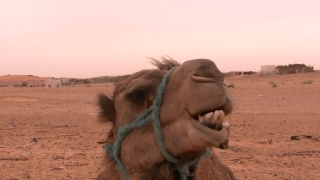 Stock Footage For Editing Practice, Camel, Ungulate, Sand, Desert, Head