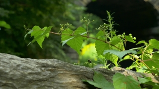 Stock Videos, Tree, Woody Plant, Plant, Leaves, Vascular Plant