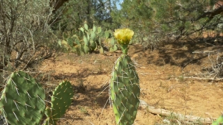 Stock Videos With Sound Download, Cactus, Plant, Desert, Tree, Landscape