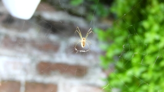 Stocksy Footage, Spider Web, Spider, Web, Cobweb, Arachnid