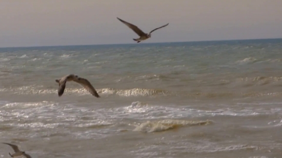 Tv Stock Footage, Albatross, Bird, Seabird, Flying, Aquatic Bird