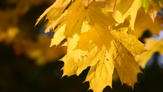 Video Hosting No Copyright Restrictions, Maple, Autumn, Leaves, Fall, Leaf