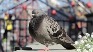 Viking Stock Footage, Dove, Bird, Wildlife, Beak, Feather