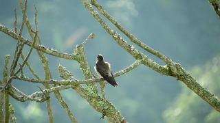 Website With Video Background, Bird, Wildlife, Dove, Feather, Warbler